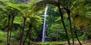 Destinasi Wisata Jember Yang Instagramable Banget